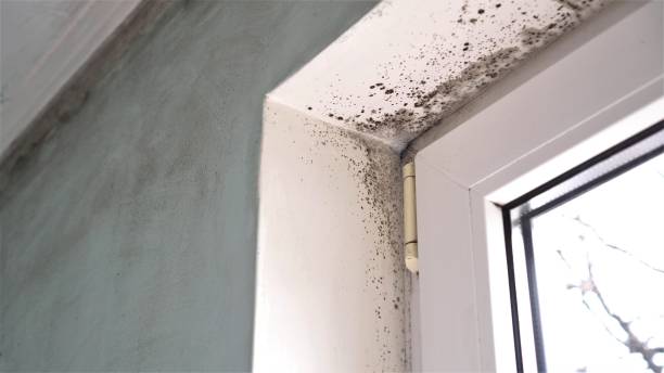 Best Crawl Space Mold Removal  in La Crosse, KS