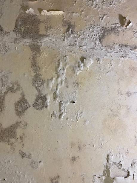 Best Local Mold Removal Service  in La Crosse, KS