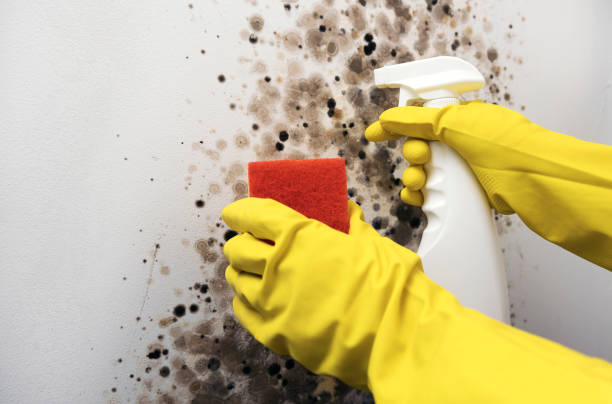 Best Same-Day Mold Removal  in La Crosse, KS