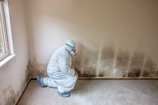 Best Attic Mold Removal  in La Crosse, KS